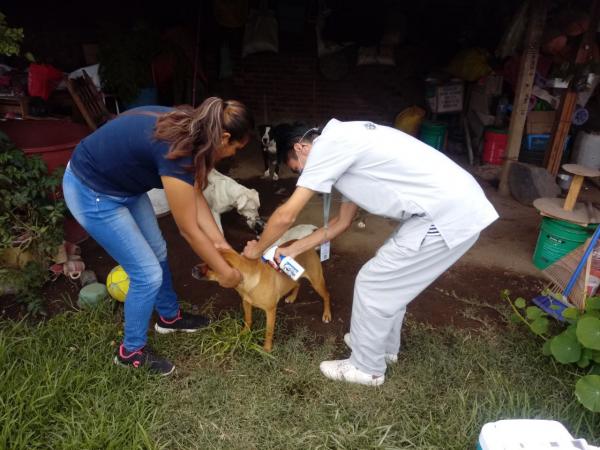 Perritos