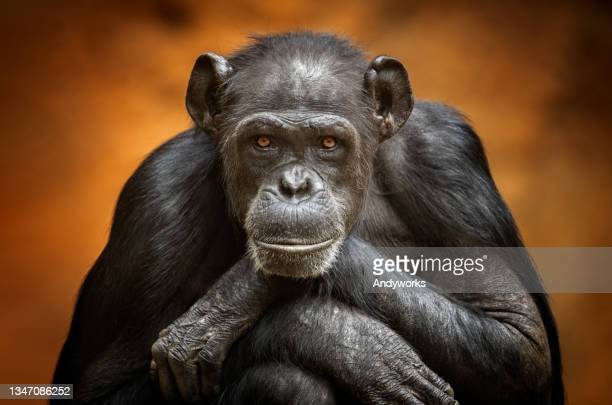 Portrait of a common chimpanzee (Pan troglodytes)