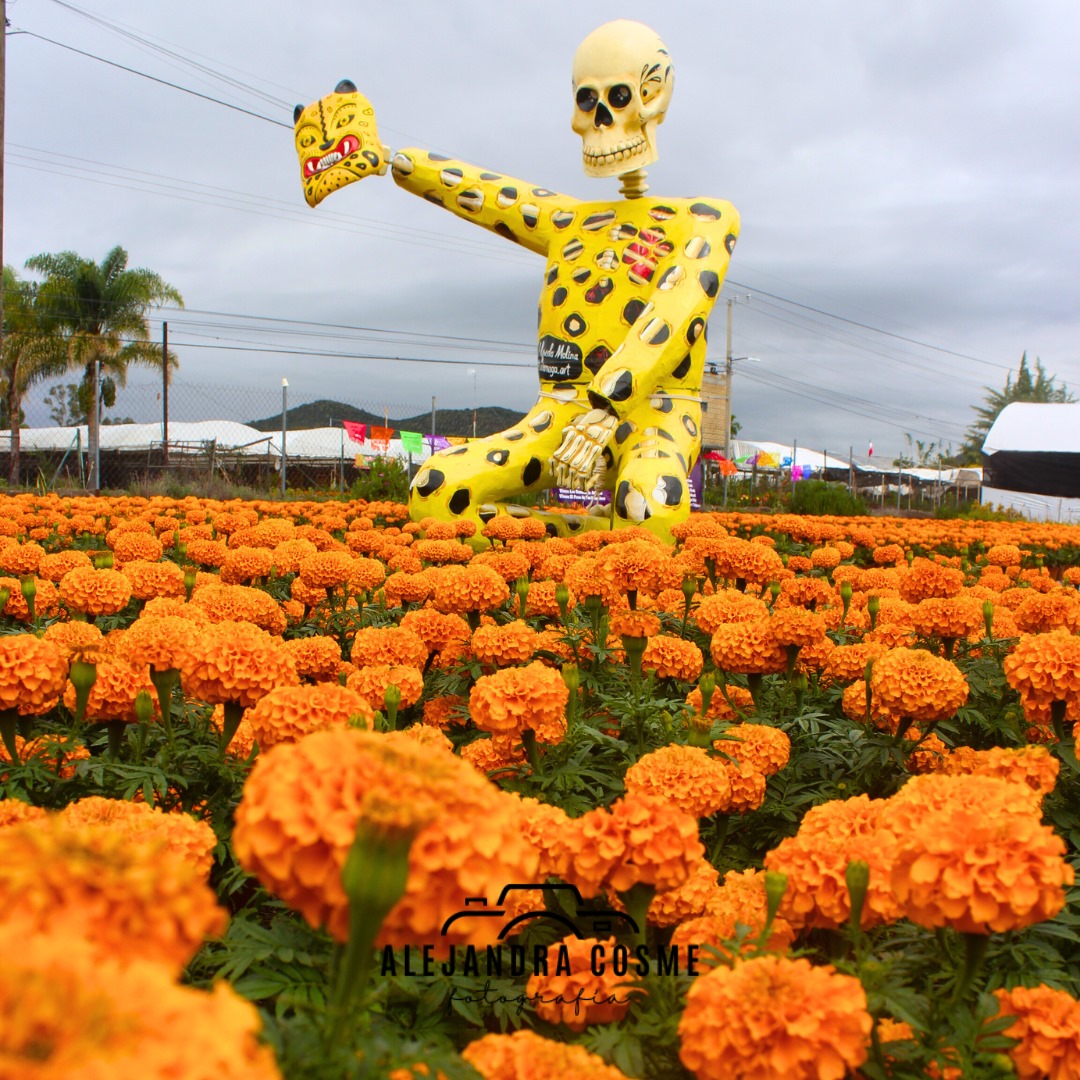 IMG-20231009-WA0876