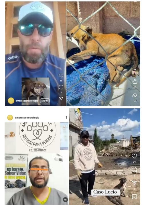 Amoresperros 28-09-24