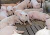 Gana Altosano Granjas Carroll Premio ROI Award 2026 en Smithfield Foods