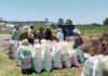 Biofertilizante de Altosano Granjas Carroll impulsa cultivos en Veracruz y Puebla