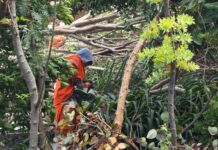 Gobierno de Cuautlancingo mantiene atención a afectaciones derivadas de la lluvia